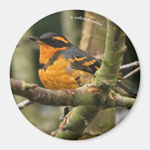 Aimant Beau oiseau-chanteur à gorge variée dans l'arbre
