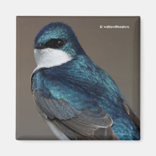 Aimant Beau oiseau chevalier en hirondelle d'arbre sur fi