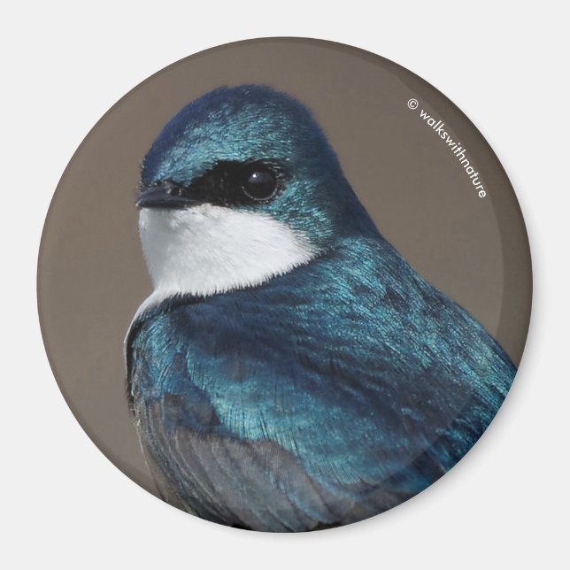 Aimant Beau oiseau chevalier en hirondelle d'arbre sur fi (Devant)