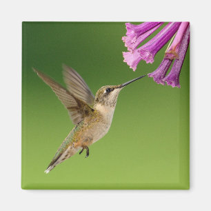 Aimant Beau Paysage Naturel Colibri