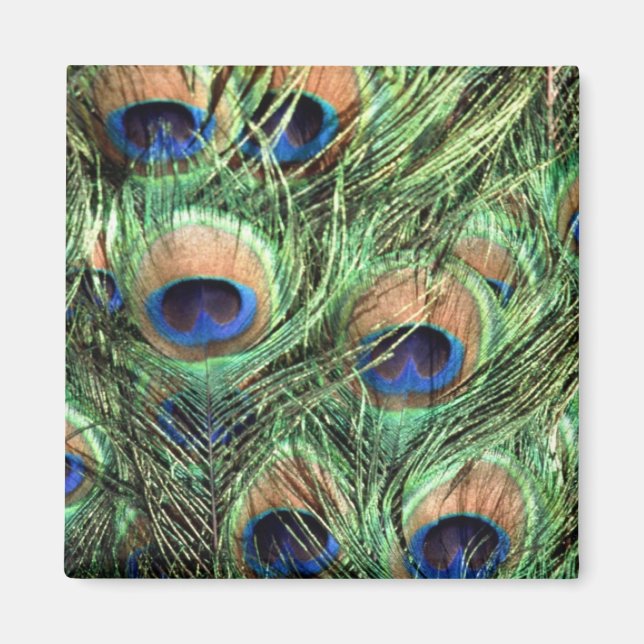 Aimant Beau Peacock (Devant)