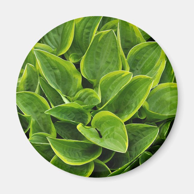 Aimant Beau plante hosta vert (Devant)