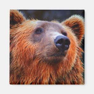 Aimant Beau Portrait d'ours Brown Faune Photo
