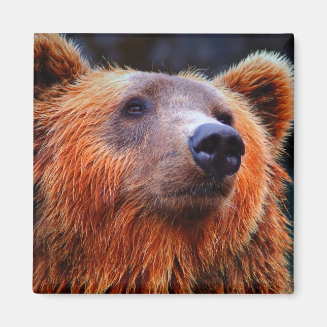 Aimant Beau Portrait d'ours Brown Faune Photo (Devant)