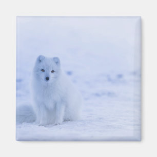 Aimant Beau renard arctique