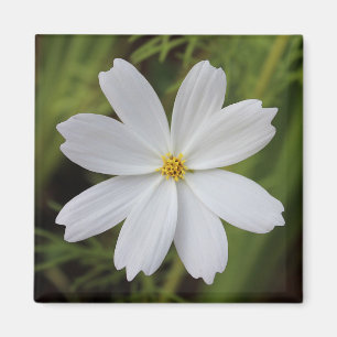 Aimant Beauté blanche simple