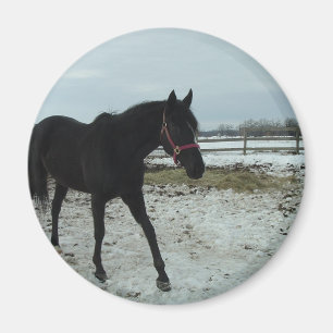 Aimant Beauté de Black Stallion