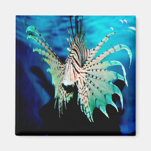 Aimant Beauté du poisson Lion