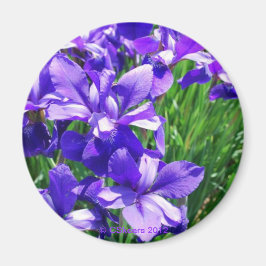 Aimant Beauté pourpre