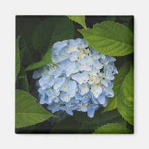 Beautiful Blue Hydrangea Floral Photo