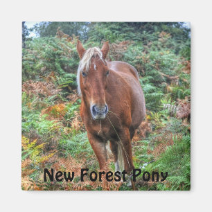 Aimant Beautiful Equines Cheval-lover's Gift