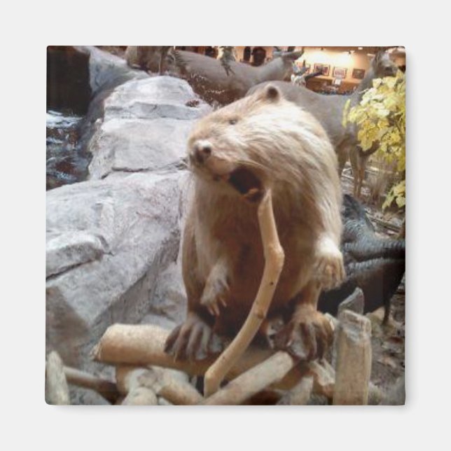 Aimant Beaver (Devant)
