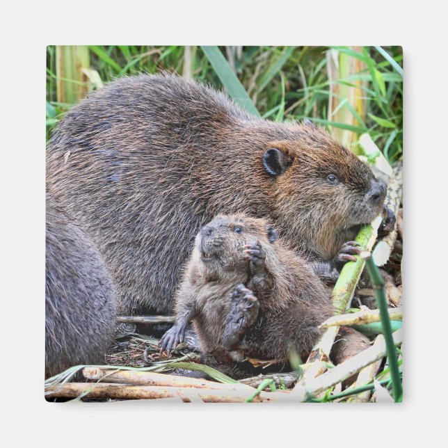 Aimant Bébé castor et photo de famille (Devant)
