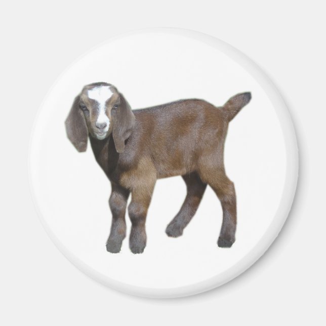 Aimant bébé chèvre (Devant)