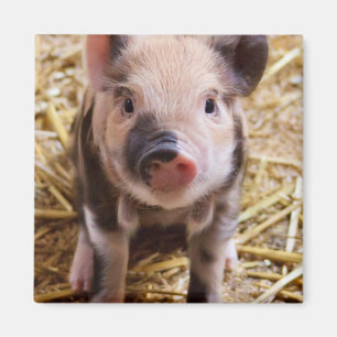Aimant Bébé mignon Animaux de la ferme des porcs Barnyard