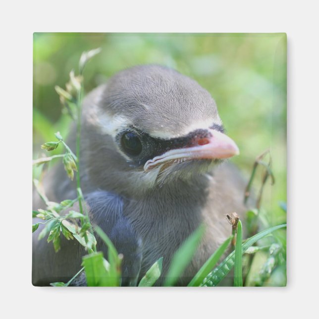 Aimant Bébé mignon Nature (Devant)