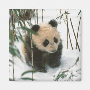 Aimant Bébé panda sur la neige, Wolong, Sichuan, Chine