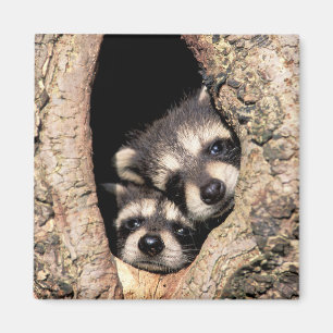Aimant Bébé Raccoons se jetant dans l'arbre