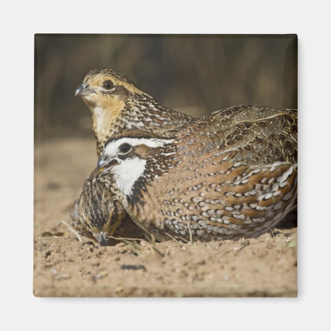 Aimant Bébés de caille nordique Bobwhite à l'étang pour b (Devant)