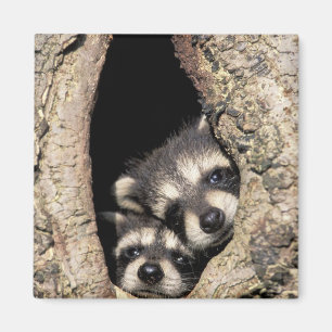 Aimant Bébés ratons laveurs dans la cavité d'un arbre Pro