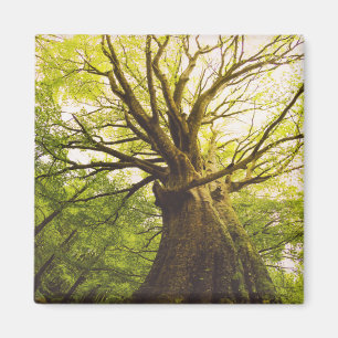 Aimant Bel arbre de hêtre