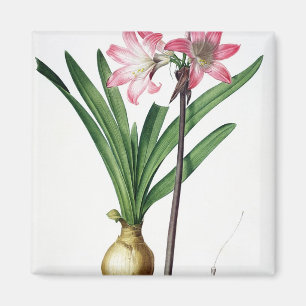 Aimant Belladone d'amaryllis, de "Les Liliacees", engrav