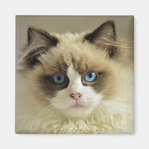 Aimant Belle chatte de poupée avec yeux bleus