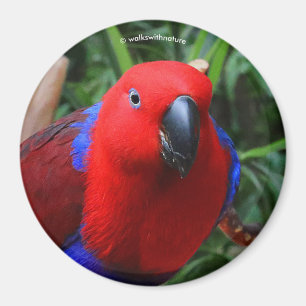 Aimant Belle "Dame en rouge" Eclectus Parrot