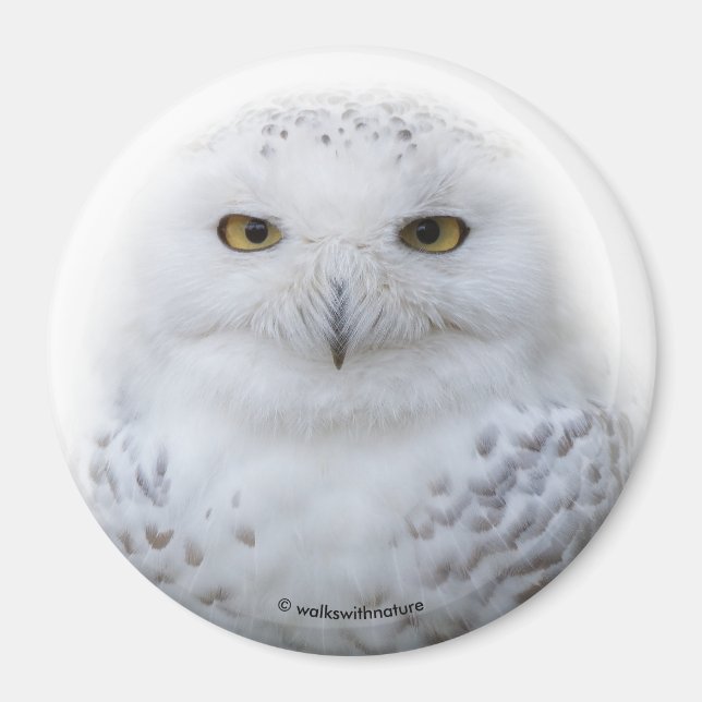 Aimant Belle, Dreamy et Serene Snowy Owl (Devant)