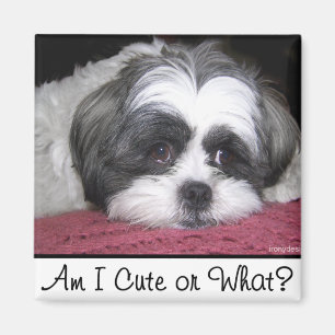 Aimant Belle le chien de Shih Tzu