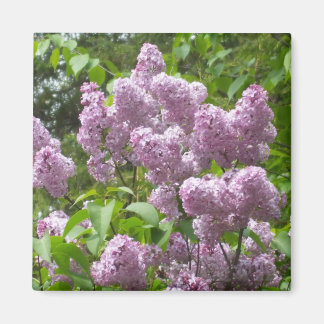 Aimant Belle Lilac Bush-