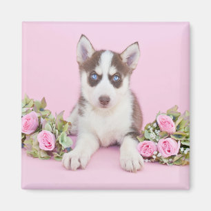 Aimant Belle marionnette Husky aux roses roses roses