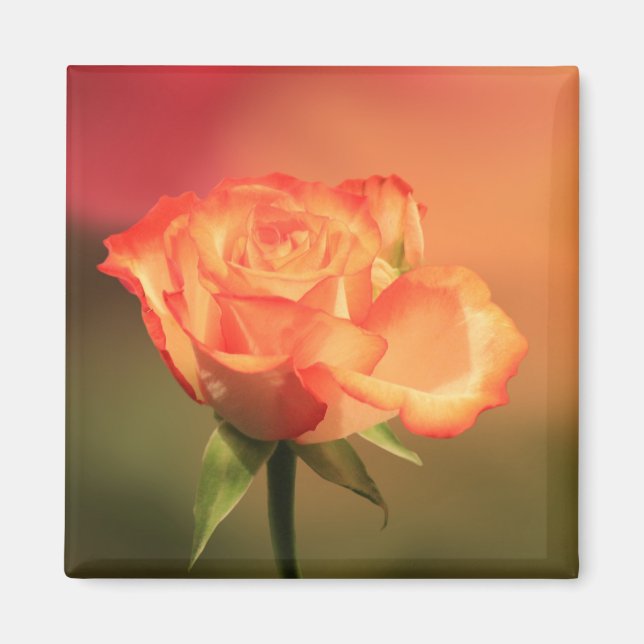 Aimant Belle photo de Rose romantique (Devant)