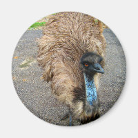 Belle photo d'oiseau bleu Emu
