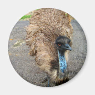 Aimant Belle photo d'oiseau Blue Emu