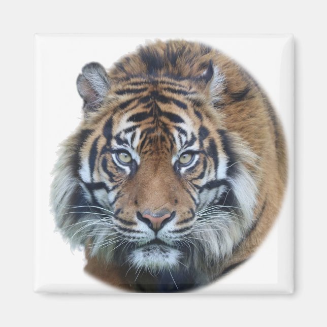 Aimant Belle photo du visage du tigre du Bengale (Devant)