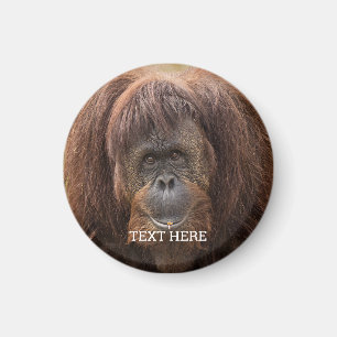 Aimant Belle photographie de Borneo Orangutan