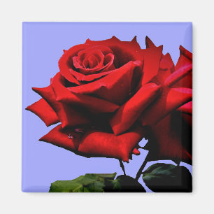 Aimant Belle Rose Rouge Nature Fleur