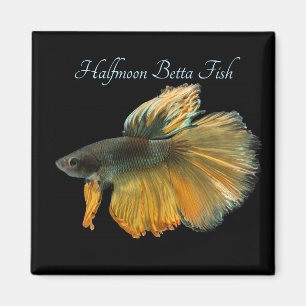 Aimant Belle Siamese Combattre Poisson Betta demi-lune