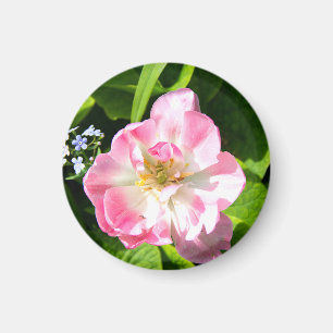 Aimant Belle tulipe rose