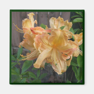Aimant Belle vue rapprochée de Daylilly