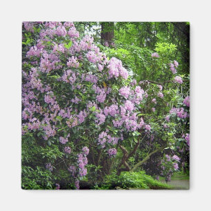 Aimant Belles Rhododendrons
