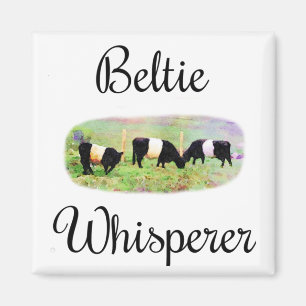 Aimant Beltie Whisperer Beltie Galloway Cattle Funny Cows