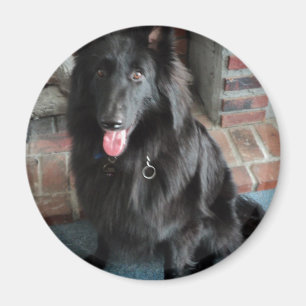 Aimant Berger belge aka "le loup noir "