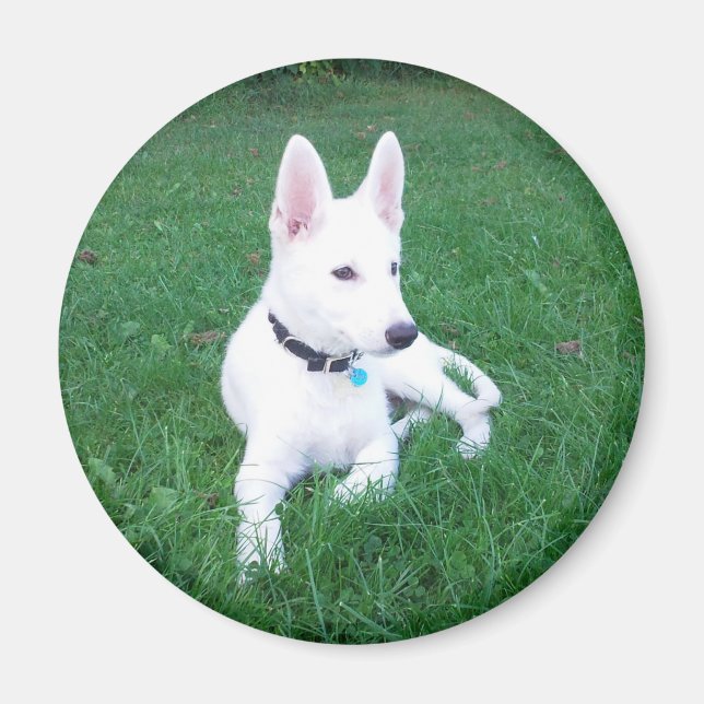 Aimant berger relaxant (Devant)