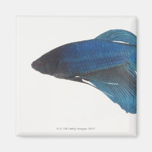 Aimant Betta Fish ou Homme Blue Siamese Poisson combattan