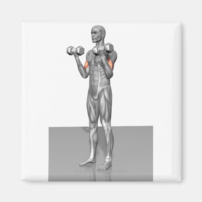 Aimant Biceps debout Curl 2 (Devant)