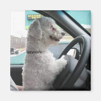 Aimant bichon