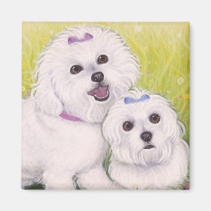 Aimant Bichon Babies