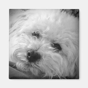 Aimant Bichon Frise Maltipoo